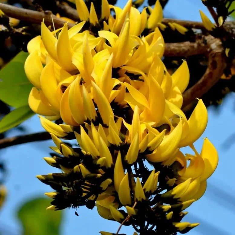 Yellow Palash Grafted , Butea Monosperma- Plant
