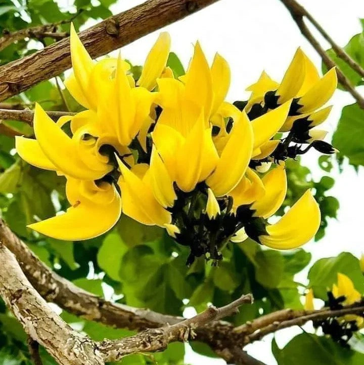 Yellow Palash Grafted , Butea Monosperma- Plant