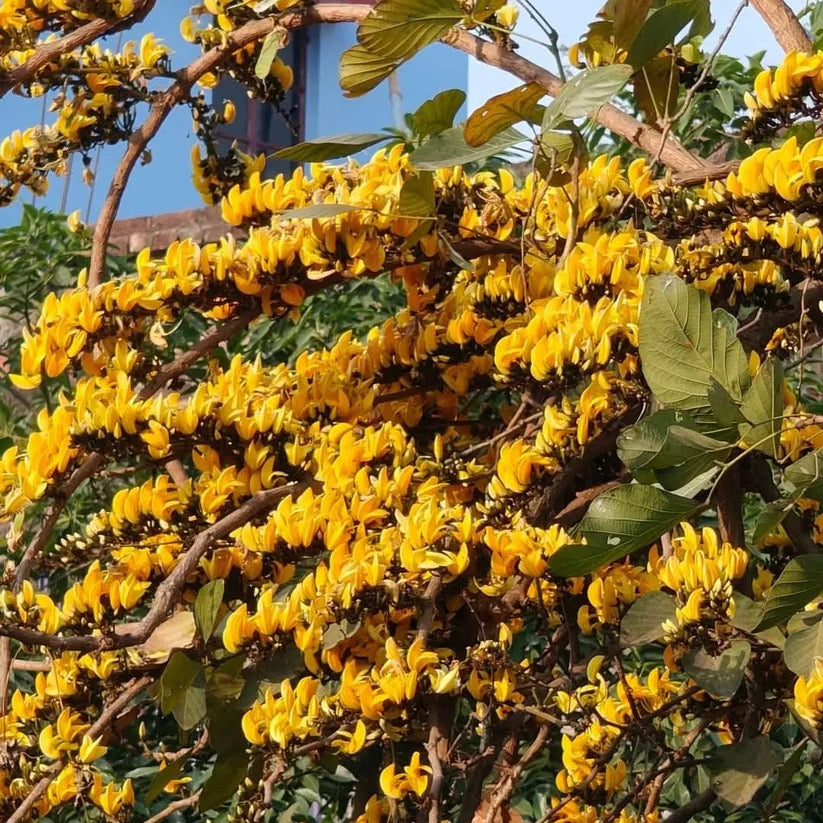 Yellow Palash Grafted , Butea Monosperma- Plant