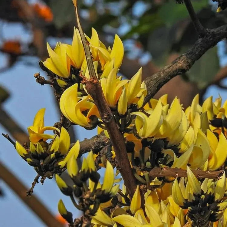 Yellow Palash Grafted , Butea Monosperma- Plant