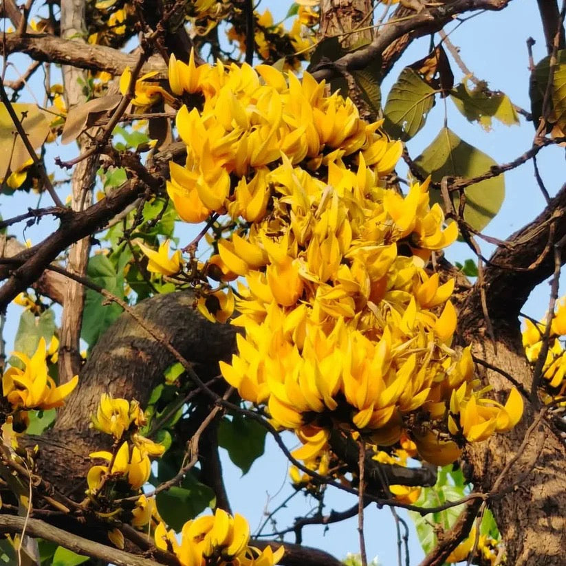 Yellow Palash Grafted , Butea Monosperma- Plant