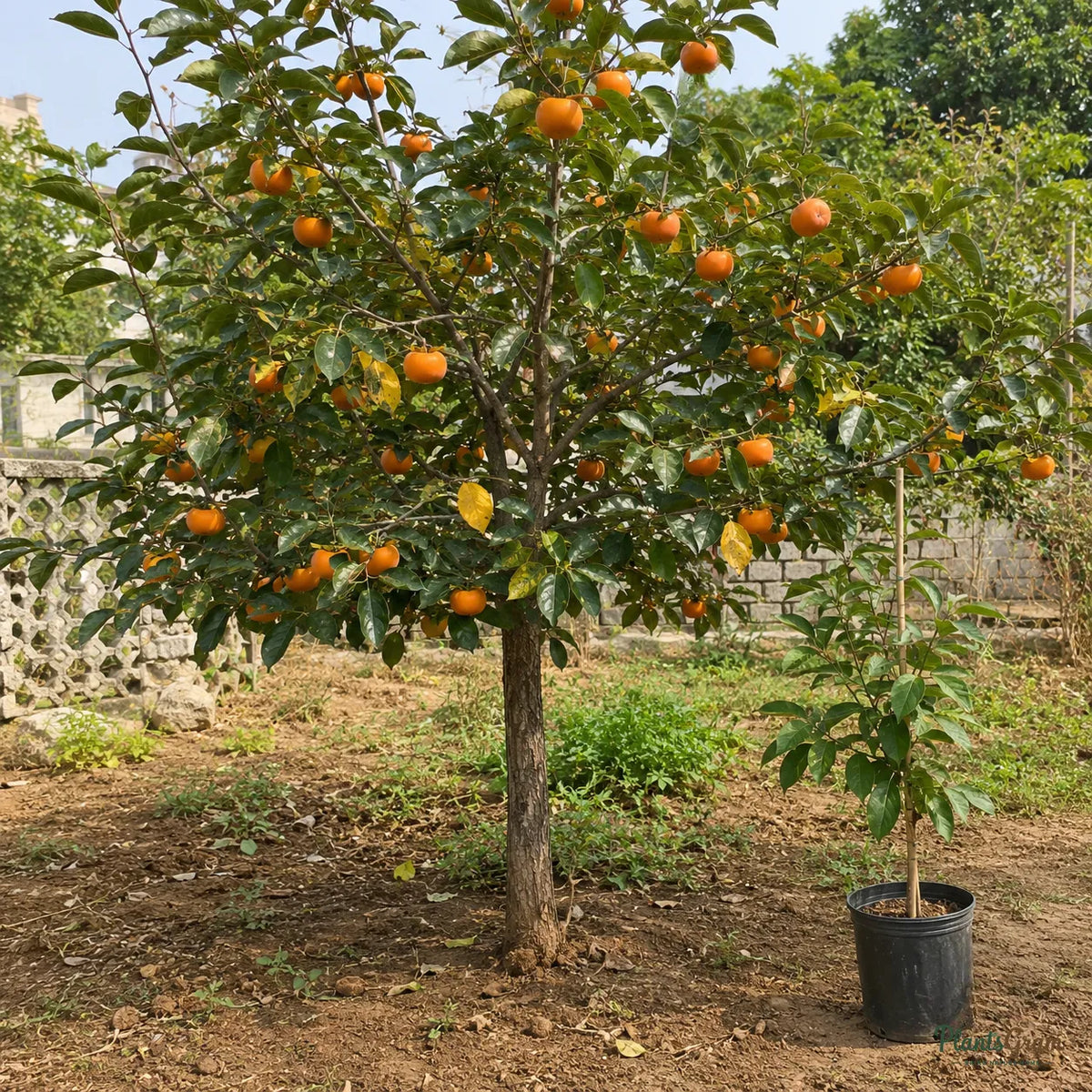 Persimmon - Fruit Plant