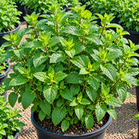 Mint Seeds for Home Herb Gardens – 30–40 Seeds