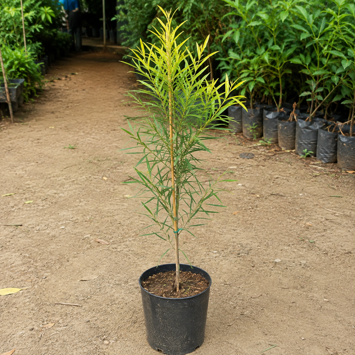 Golden Bottlebrush (Melaleuca bracteata) - Avenue Tree