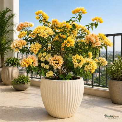 Bougainvillea (Yellow, Colour-Changing) - Buttiana Hybrid