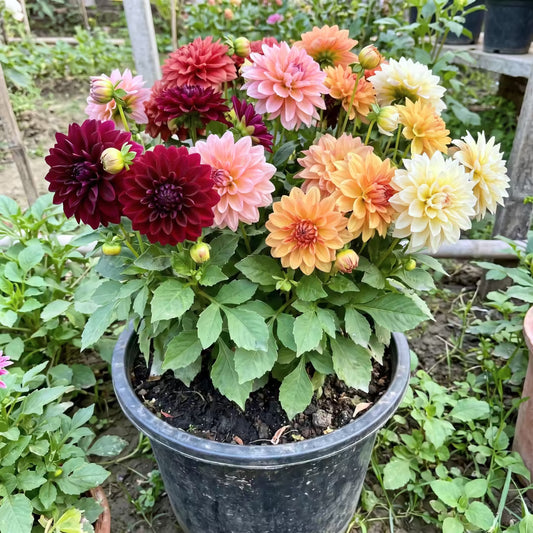Dahlia Mixed Color Flower Seeds