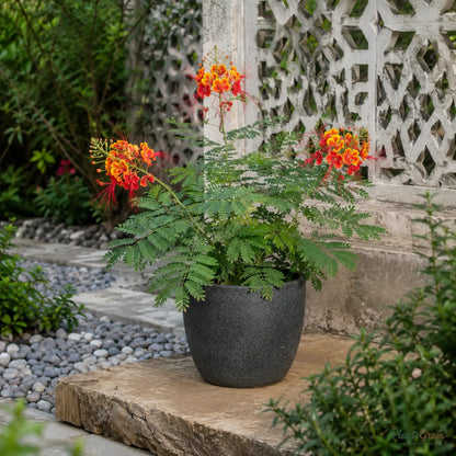 Caesalpinia / Shankasur (Red) - Caesalpinia pulcherrima