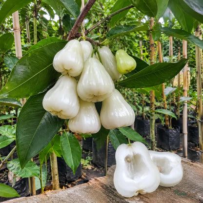Water Apple (Hybrid) - White Variety