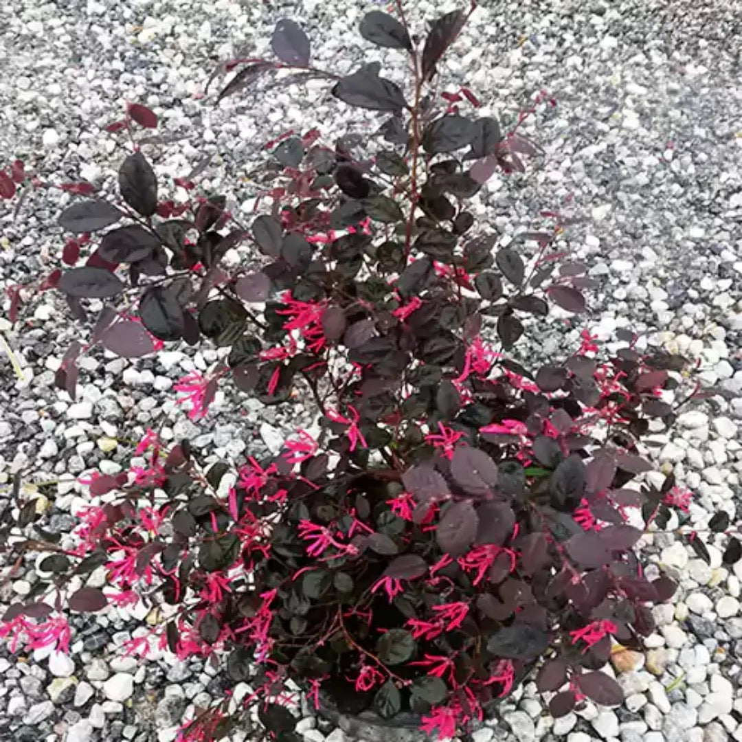 Loropetalum Chinense | Chinese fringe flower – Plant