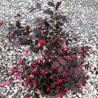 Loropetalum Chinense | Chinese fringe flower – Plant