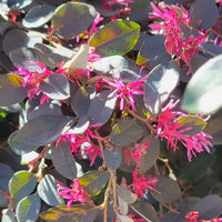 Loropetalum Chinense | Chinese fringe flower – Plant