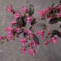 Loropetalum Chinense | Chinese fringe flower – Plant