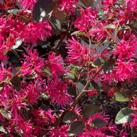 Loropetalum Chinense | Chinese fringe flower – Plant