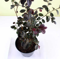 Loropetalum Chinense | Chinese fringe flower – Plant
