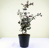 Loropetalum Chinense | Chinese fringe flower – Plant