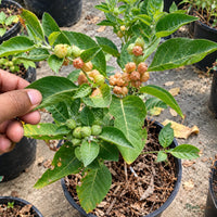 Ashwagandha Seeds for Home Gardens – 30–40 Seeds