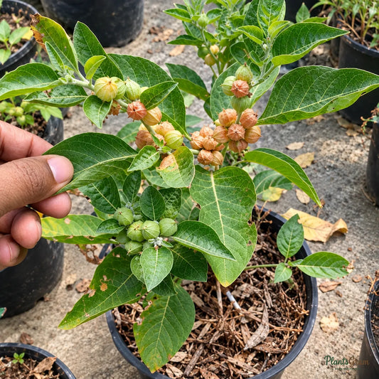 Ashwagandha Seeds for Home Gardens – 30–40 Seeds