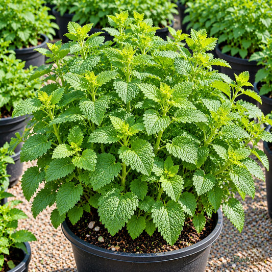 Lemon Balm Seeds for Herb Gardens – 30–40 Seeds