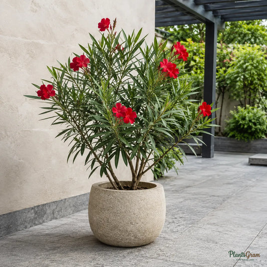 Nerium (Red Single) - Nerium oleander