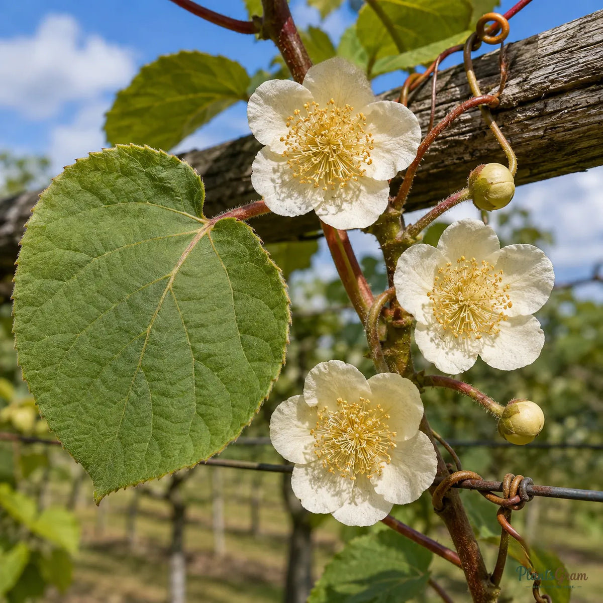 Kiwi (Male, Pollinator) - Fruit Plant