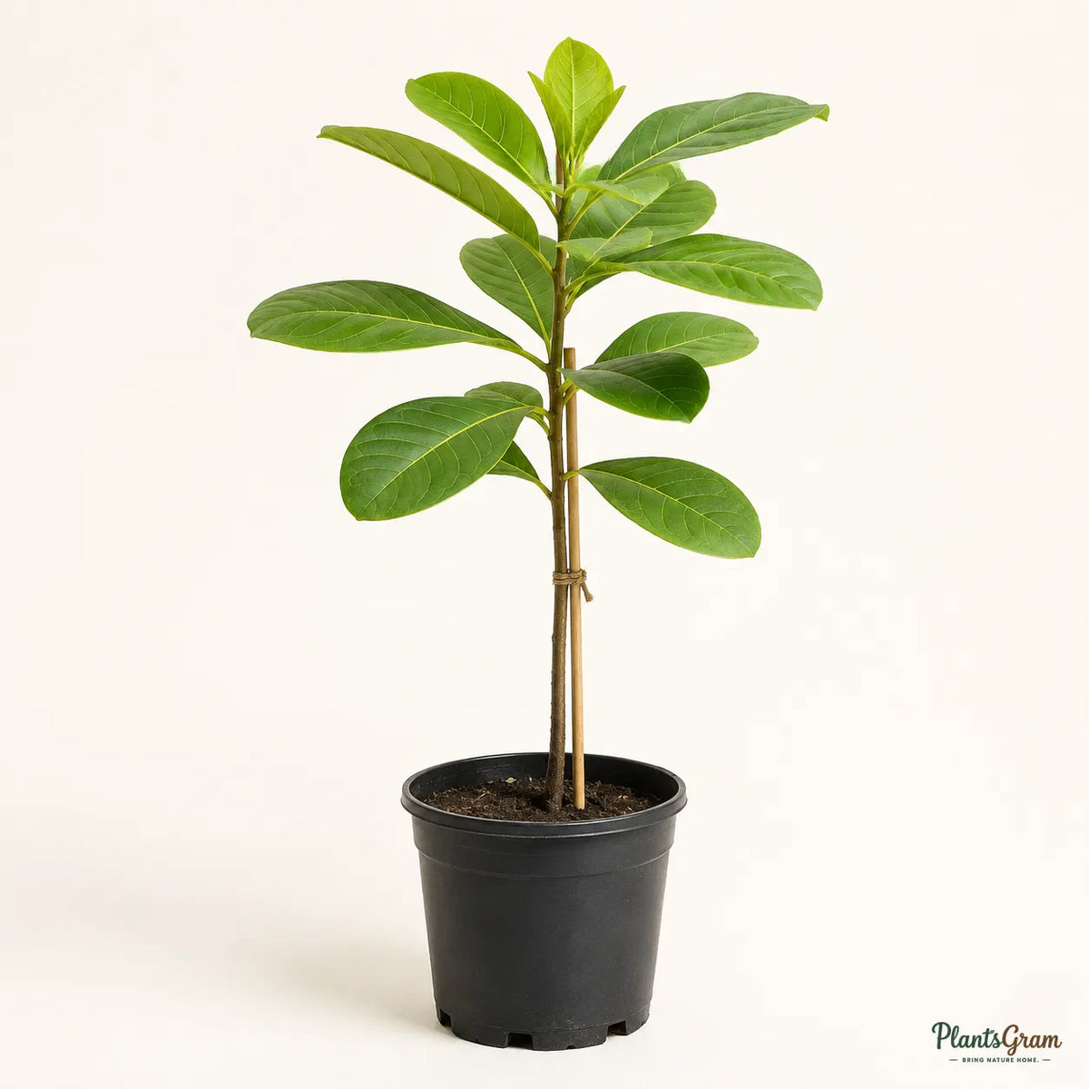 Indian Almond (Terminalia catappa) - Avenue Tree
