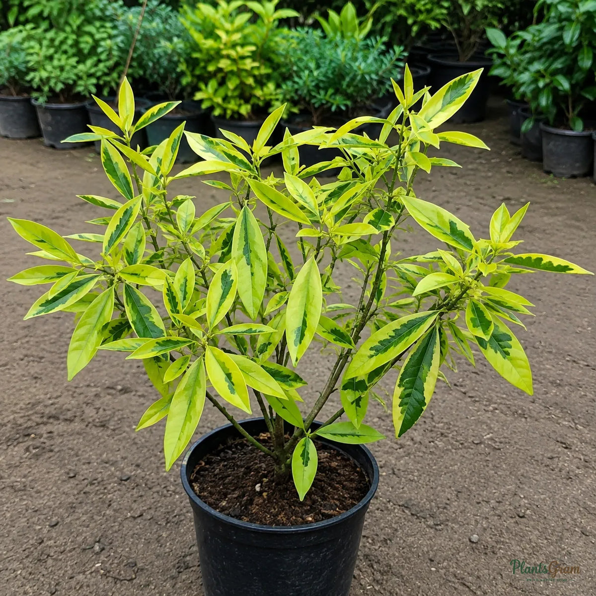 Ravenia Spectabilis Variegata - Flowering Plant