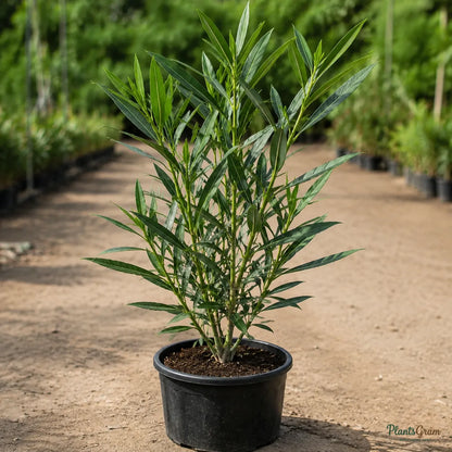 Nerium White Single (Nerium Oleander) - Flowering Shrub