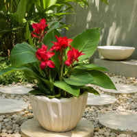 Cannas Dwarf Red - Canna generalis