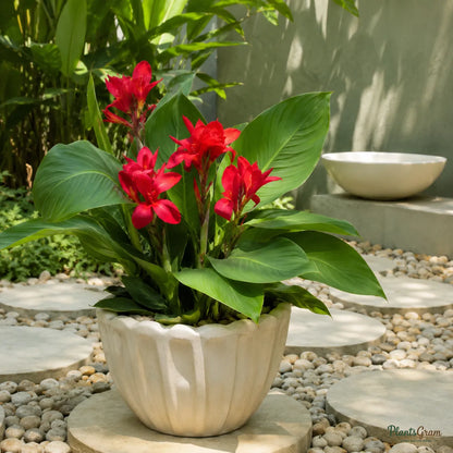 Cannas Dwarf Red - Canna generalis