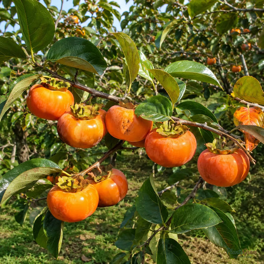 Persimmon - Fruit Plant