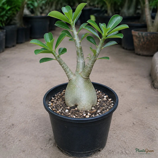 Adenium (Baby Pink) - Adenium obesum