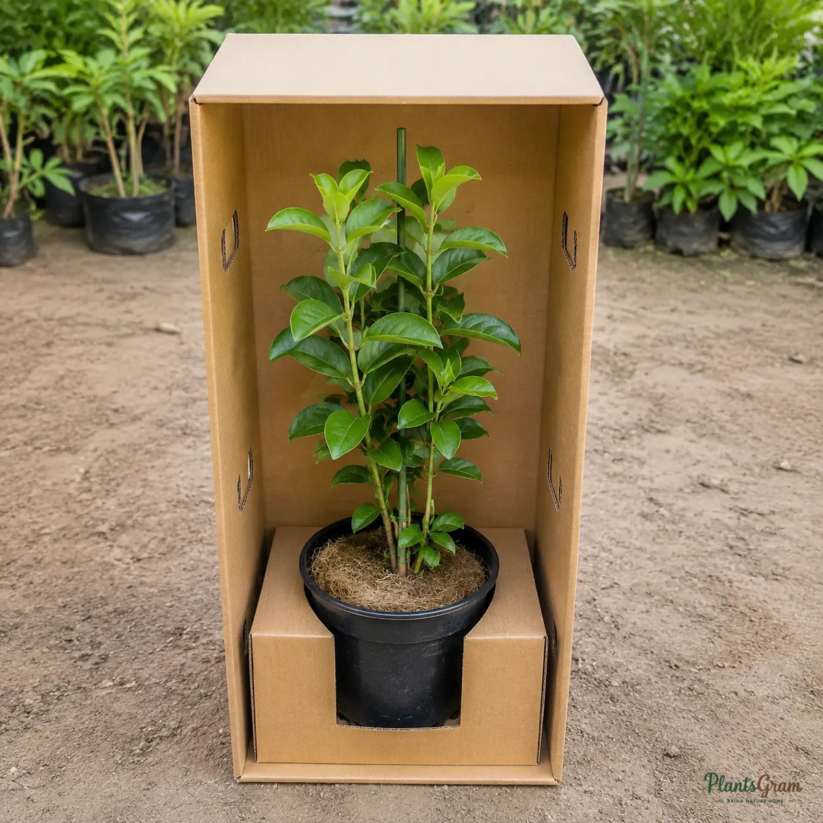 Allamanda Maroon (Dark Red) - Allamanda Hybrida