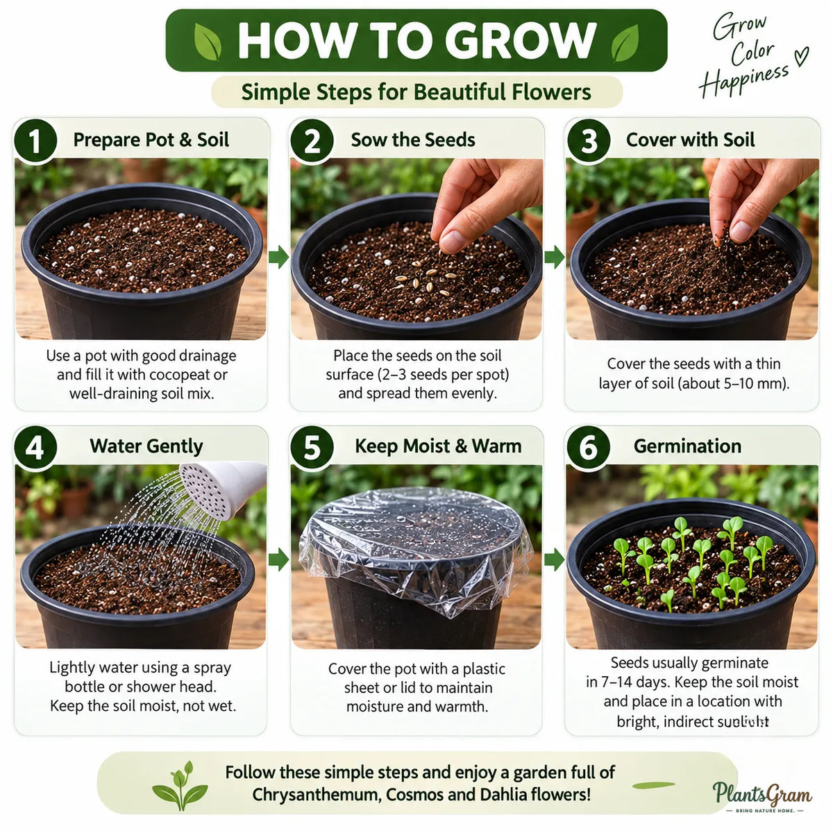 10 Flower Seeds Combo Pack – 10 Colourful Varieties
