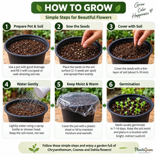 Flower Seeds Combo – Chrysanthemum, Cosmos & Dahlia
