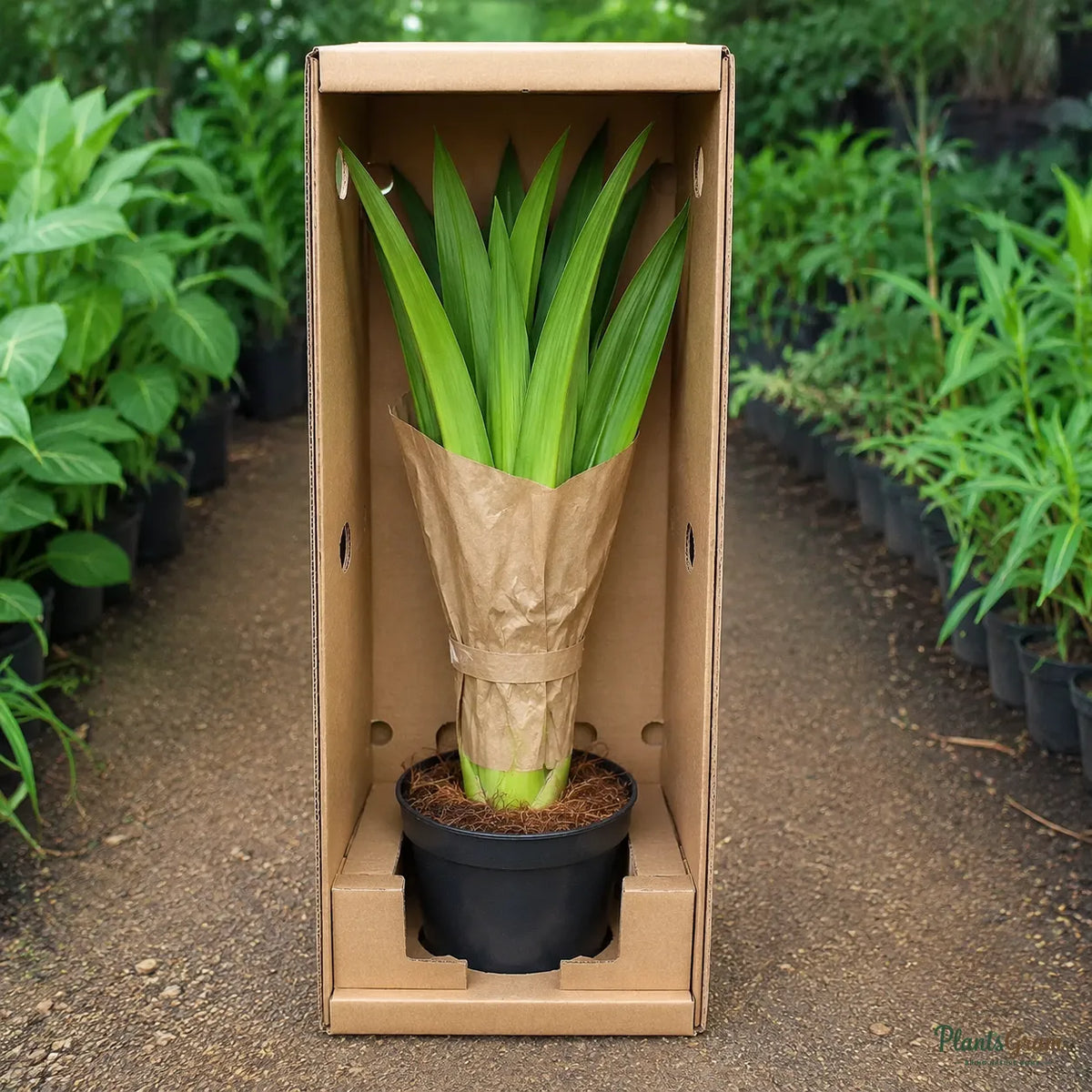 Giant Spider Lily (also called Giant Blood Lily) - Crinum sp.