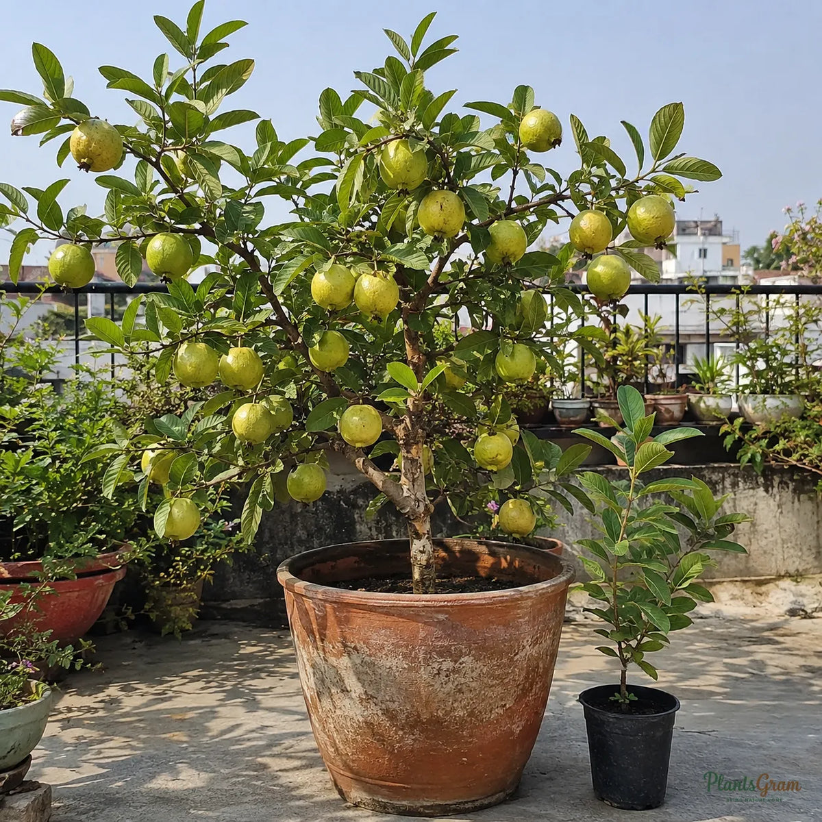 Red Diamond Guava (Grafted) - Seedless Guava
