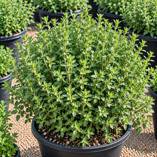 Thyme Seeds for Kitchen Herb Gardens – 30–40 Seeds