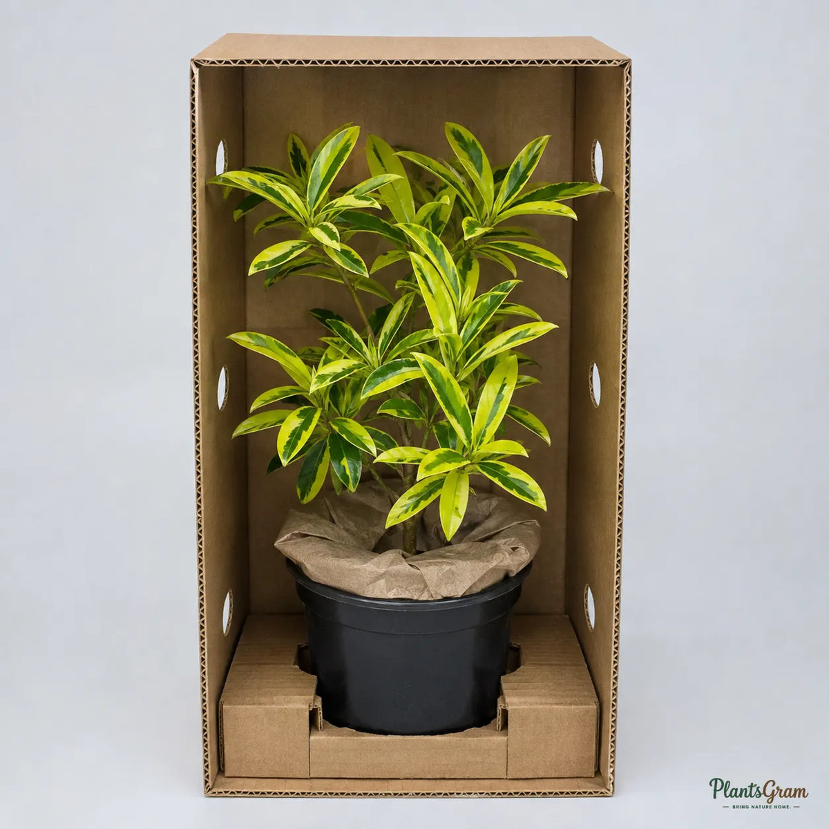 Ravenia Spectabilis Variegata - Flowering Plant