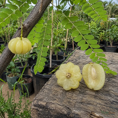 Star Gooseberry (Phyllanthus acidus)