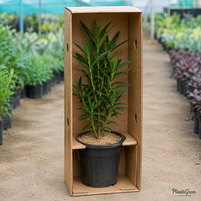 Nerium White Single (Nerium Oleander) - Flowering Shrub