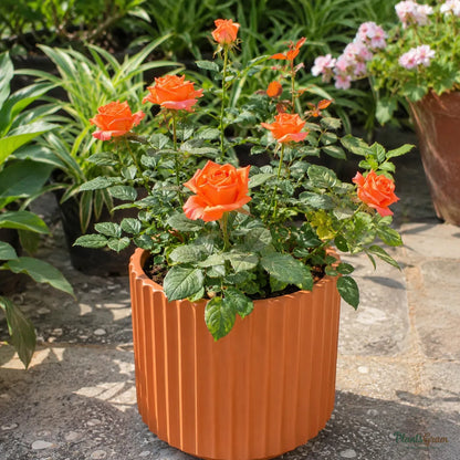 Rose (Button, Dwarf, Orange) - Rosa spp.