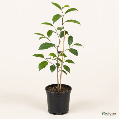 Persimmon - Fruit Plant