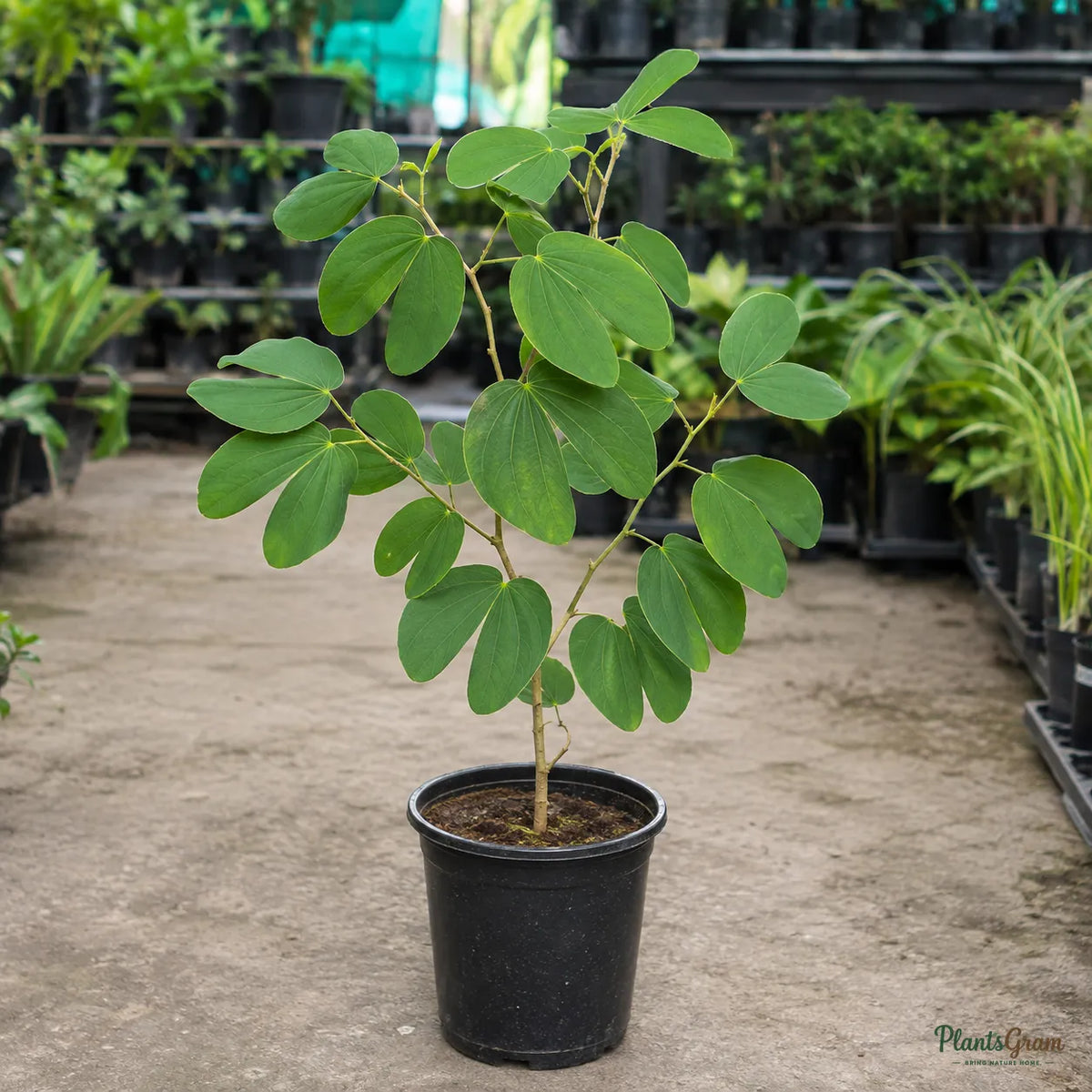 Bauhinia (Dwarf White) - Bauhinia acuminata