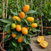 Sweet Lemon / Kumquat (Grafted)