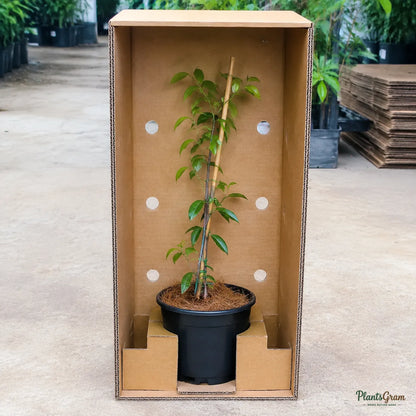 Bougainvillea (Orange) - Buttiana Hybrid
