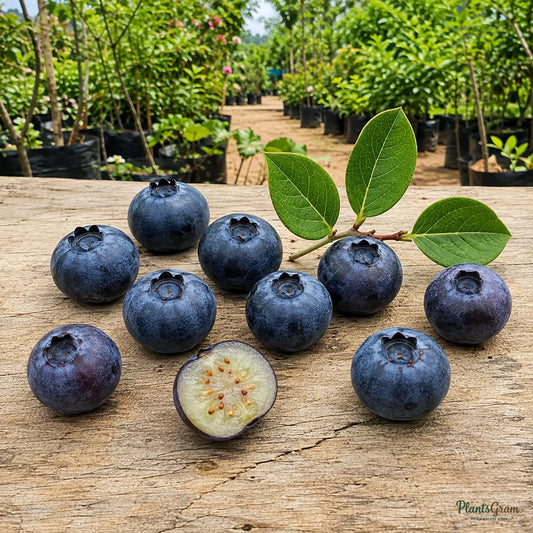 Blueberry / Purple Berry (Imported) - Fruit Plant
