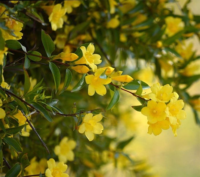 Yellow Jui Plant – Juhi, Indian Jasmine, Jasminum Molle