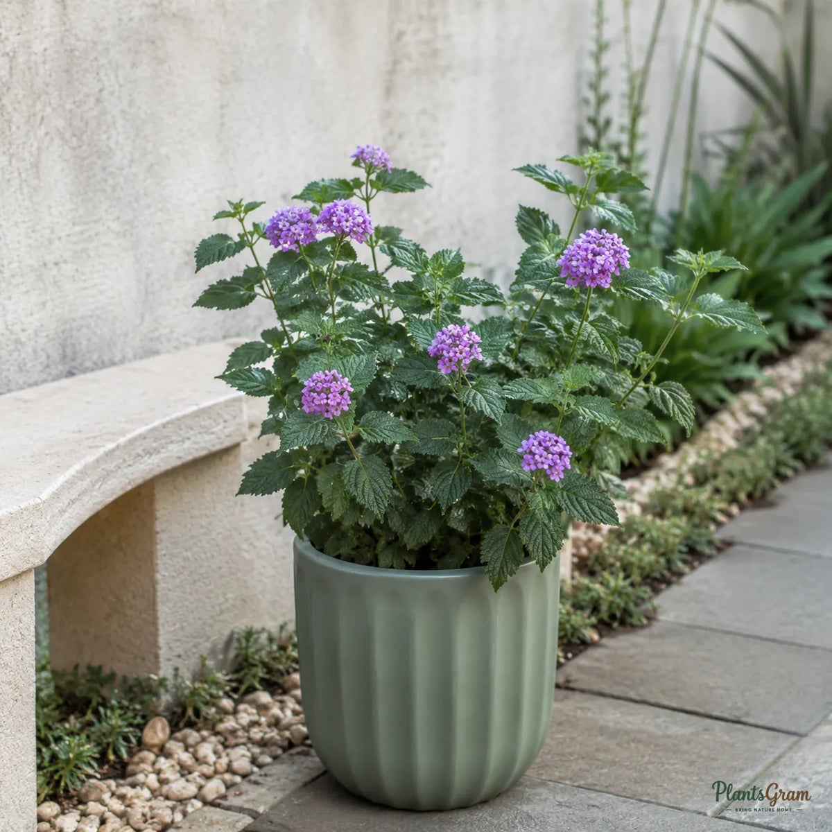 Lantana Purple - Lantana Camara