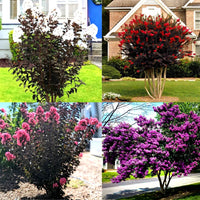 Lunar Black Diamond Crape Myrtle (Any Colour) – Lagerstroemia Plant