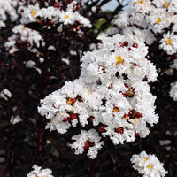Lunar Black Diamond Crape Myrtle (Any Colour) – Lagerstroemia Plant